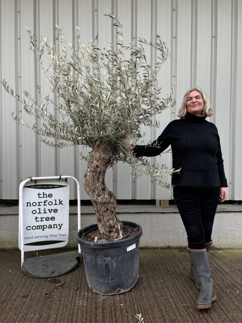 Small gnarled Olive tree