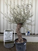 Small gnarled Olive tree