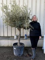 Gordal Olive tree