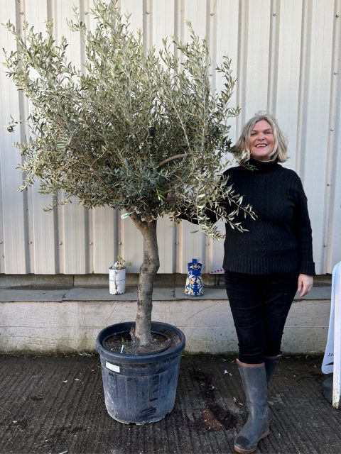 Gordal Olive tree