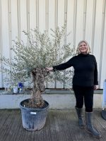 Gnarled patio Olive tree
