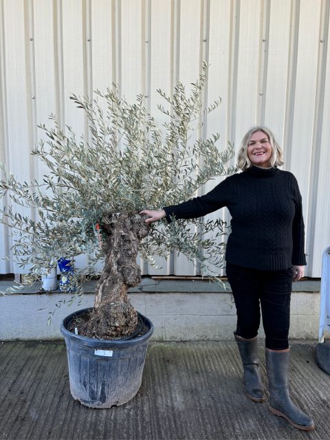 Gnarled patio Olive tree