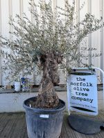 Gnarled patio Olive tree