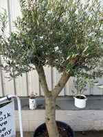 IMG_5759 Vase shaped Olive tree
