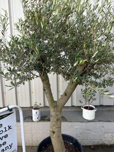 Vase shaped Olive tree