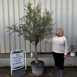 Mature Olive tree for sale