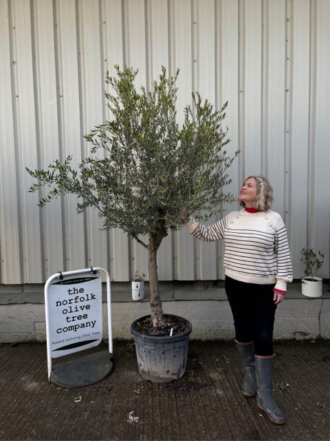 Mature Olive tree for sale