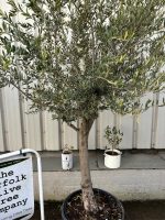 Mature Olive tree for sale