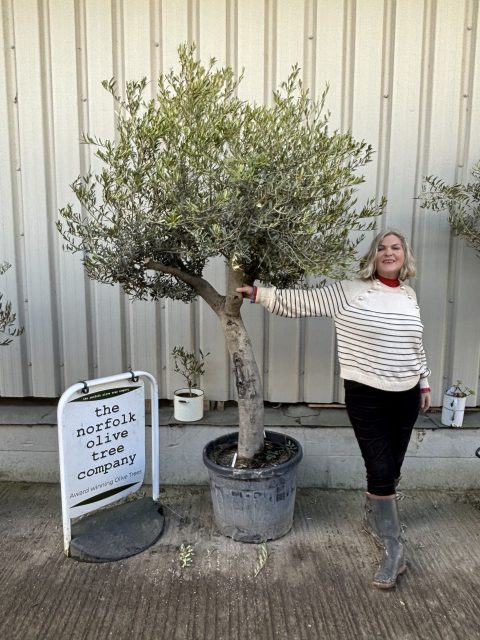 IMG_5774 Large Olive tree in pot