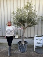 IMG_5775 Large Olive tree in pot