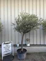 IMG_5778 Mature Olive tree for sale