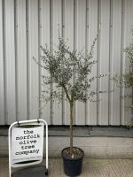 Leccino Olive tree