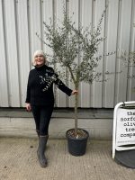 Leccino Olive tree