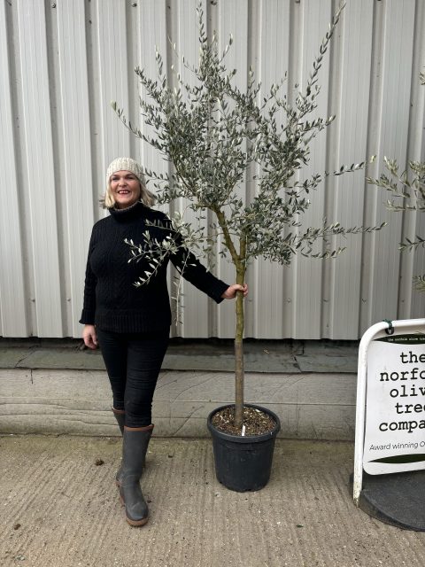 Leccino Olive tree