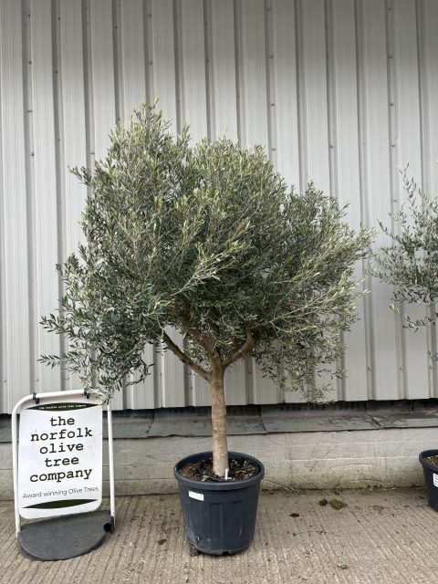 Hojiblanca Olive tree
