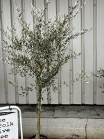 Tuscan Olive tree