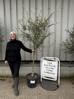 Tuscan Olive tree