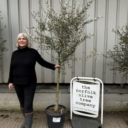 Tuscan Olive tree