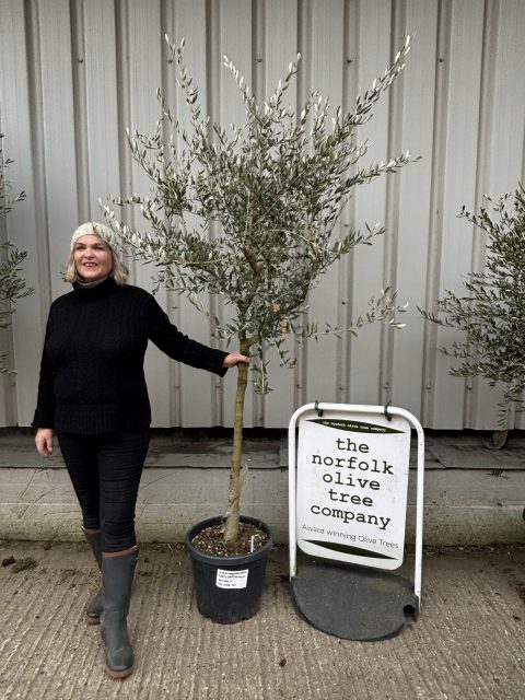 Tuscan Olive tree