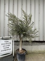 Branched Olive Tree