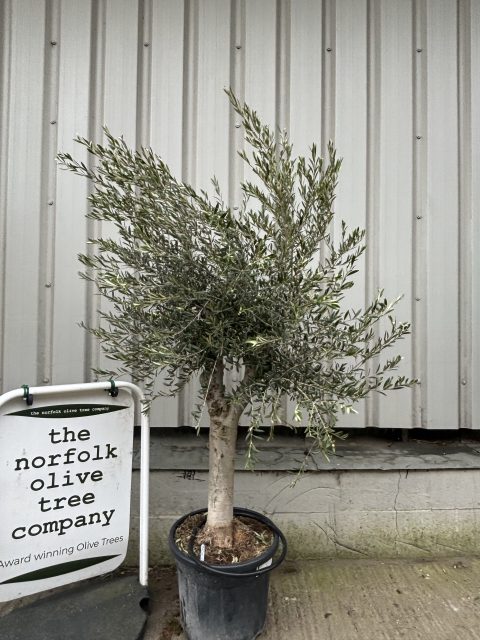 Branched Olive Tree