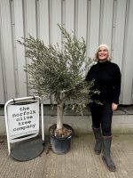Branched Olive Tree