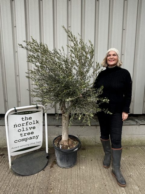 Branched Olive Tree