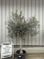 Chelsea Olive tree