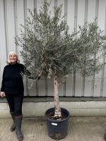 Chelsea Olive tree
