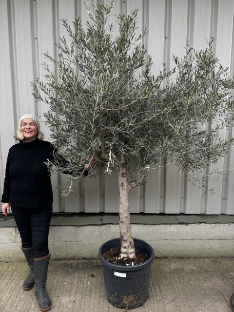 Chelsea Olive tree