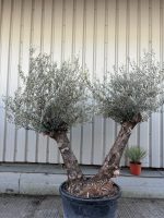 Ancient Olive Tree