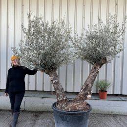 Ancient Olive Tree For Sale.