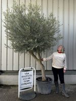 Tall Olive Tree