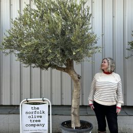 Tall Olive Tree