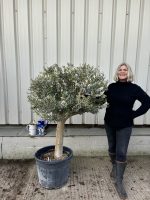 Arbequina Olive tree