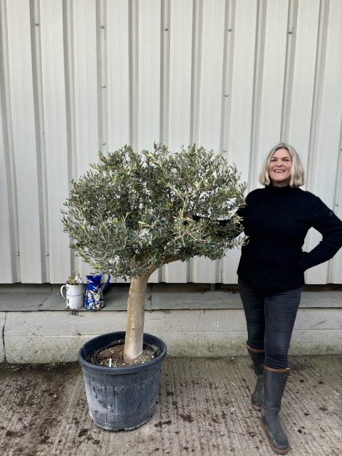 Arbequina Olive tree