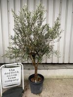 Arbequina Olive tree