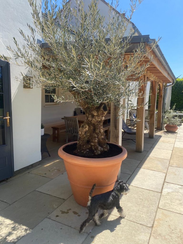 Large garden pots for trees