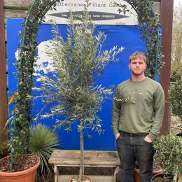 Olea Europaea - delivery included.