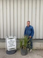 IMG_1461 Dasylirion Serratifolium for sale