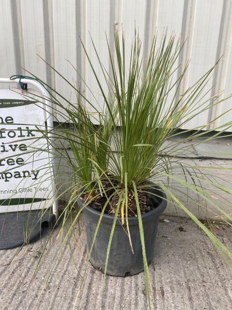 Dasylirion Serratifolium for sale