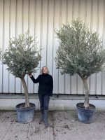 Olive Tree Bundle