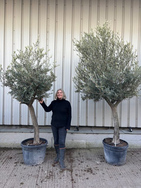 Olive Tree Bundle