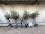 Olive Tree Bundle