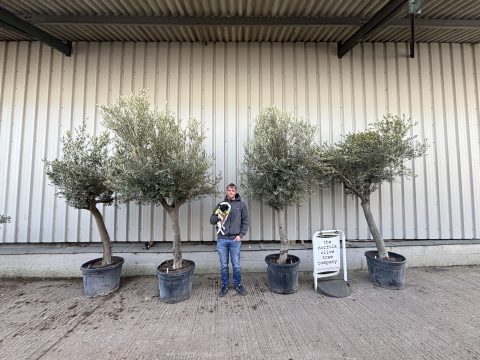 Olive Tree Bundle