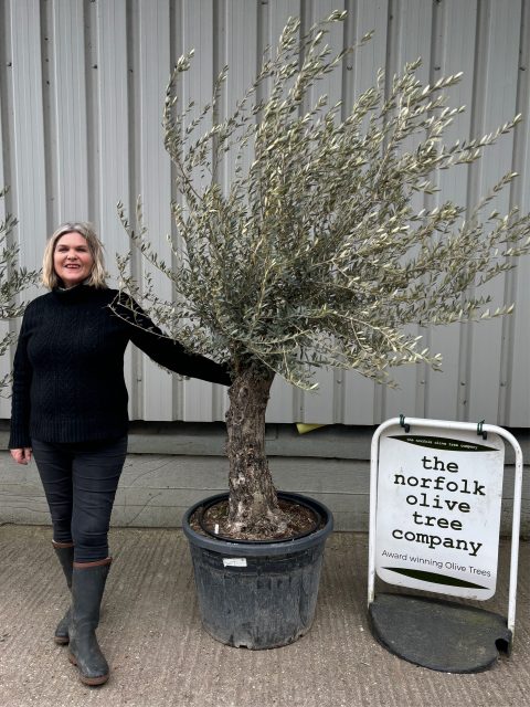 Ancient Olive Tree