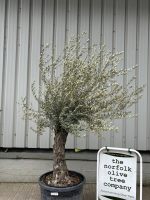Ancient Olive Tree