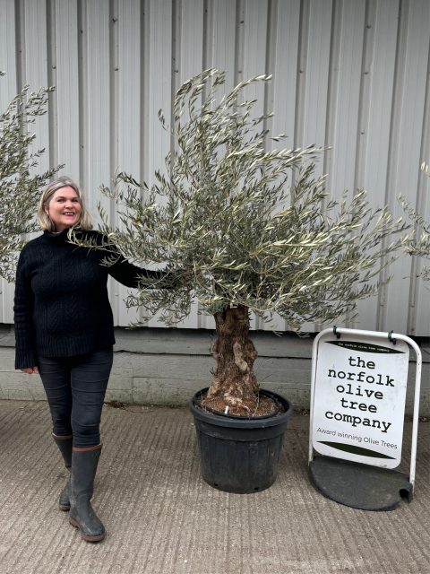 Ancient Olive Tree
