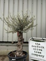 Ancient Olive Tree