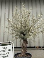 Charming gnarled Olive tree